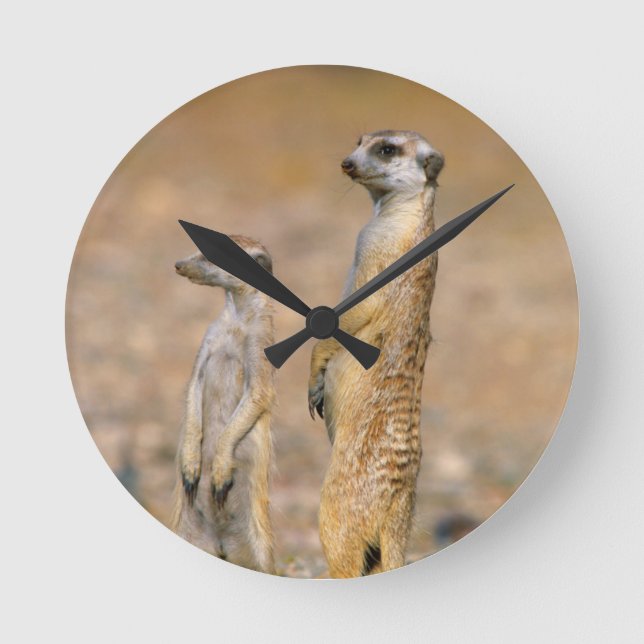 Meerkat (Suricata Suricatta) Sentinels, Karas Round Clock (Front)