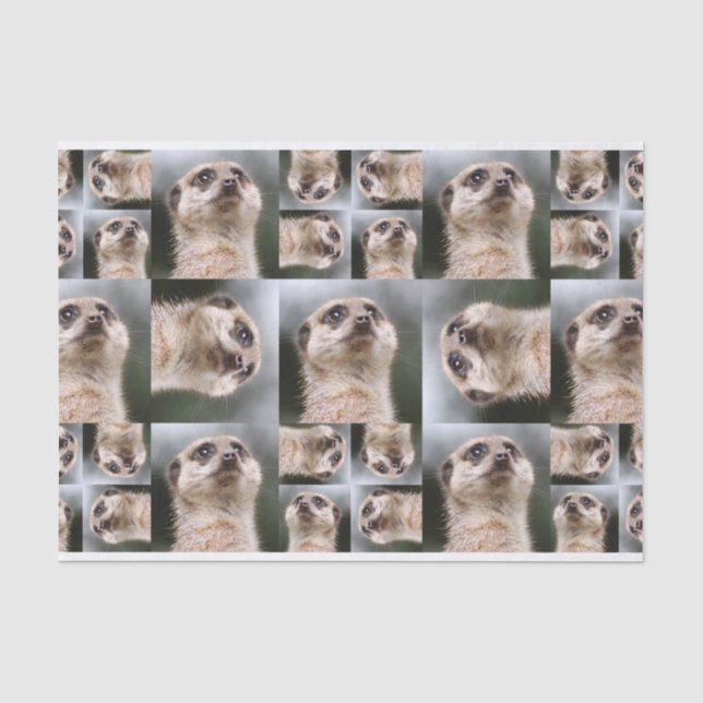 Meerkat Tissue Paper (Front)