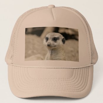 Meerkat Trucker Hat by Wonderful12345 at Zazzle