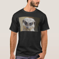 Meerkat Up Close