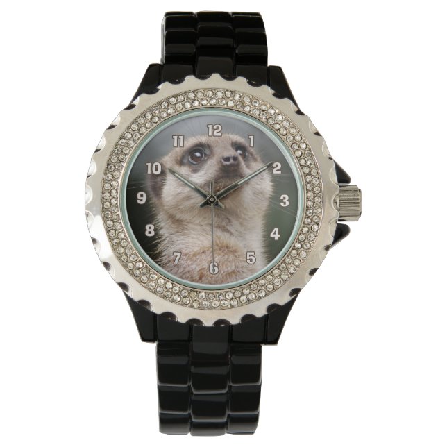 Meerkat Watch (Front)