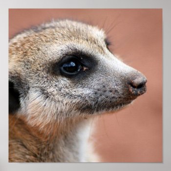 Meerkate Poster Print by WildlifeAnimals at Zazzle