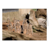 Meerkats (Front Horizontal)