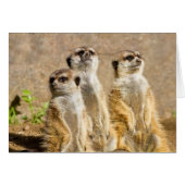 Meerkats (Front Horizontal)