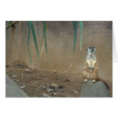 Meerkats (Front Horizontal)