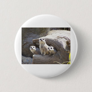 Meerkats Button