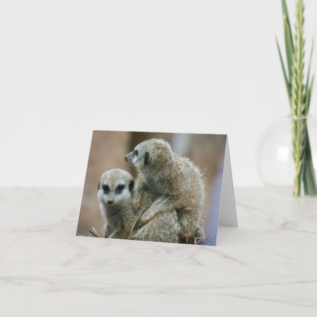 Meerkats Card (Front)