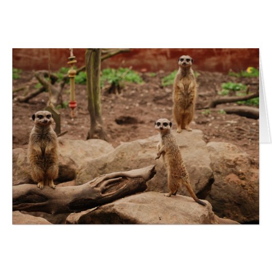 meerkats cards (Front Horizontal)