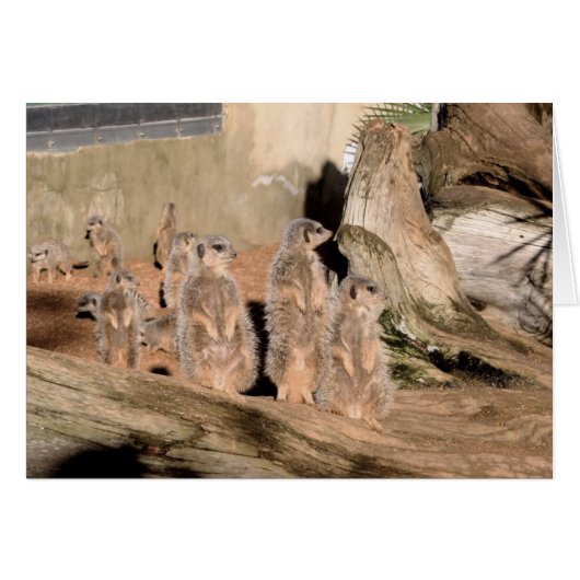 Meerkats Cards (Front Horizontal)
