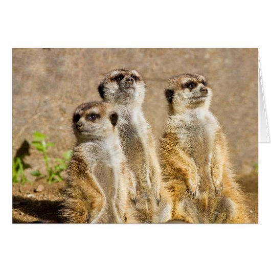 Meerkats Cards (Front Horizontal)