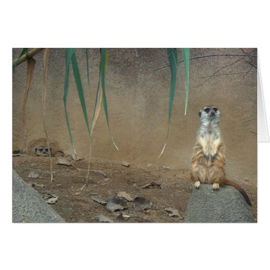 Meerkats Cards (Front Horizontal)