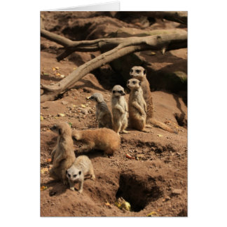 meerkats cards