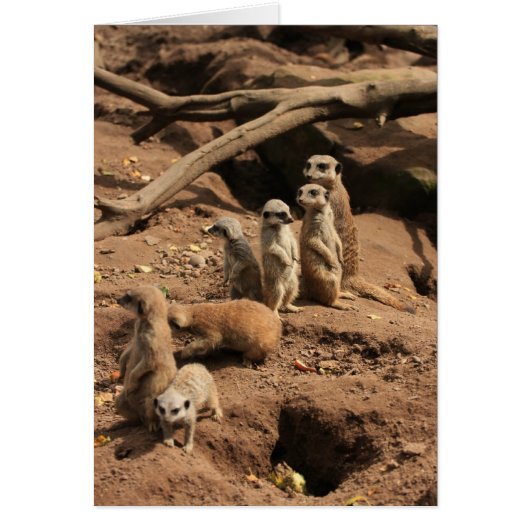 meerkats cards (Front)