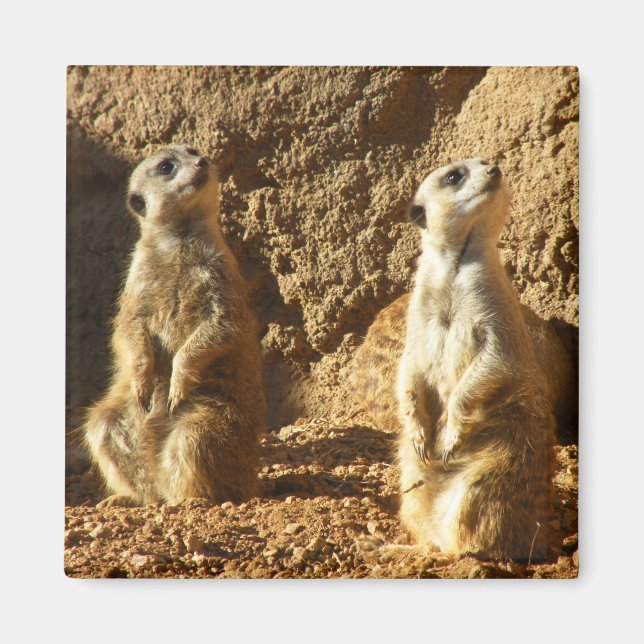 Meerkats Magnet (Front)