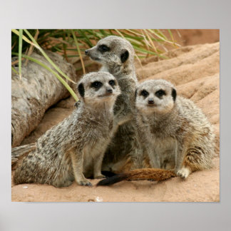 Meerkats on the lookout poster
