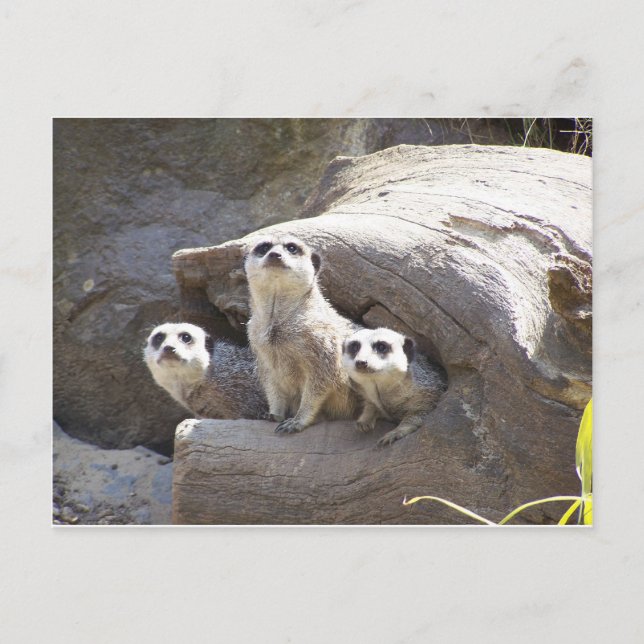 Meerkats Postcard (Front)
