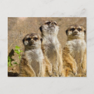 Meerkats Postcard