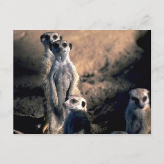 Meerkats Postcard (Front)