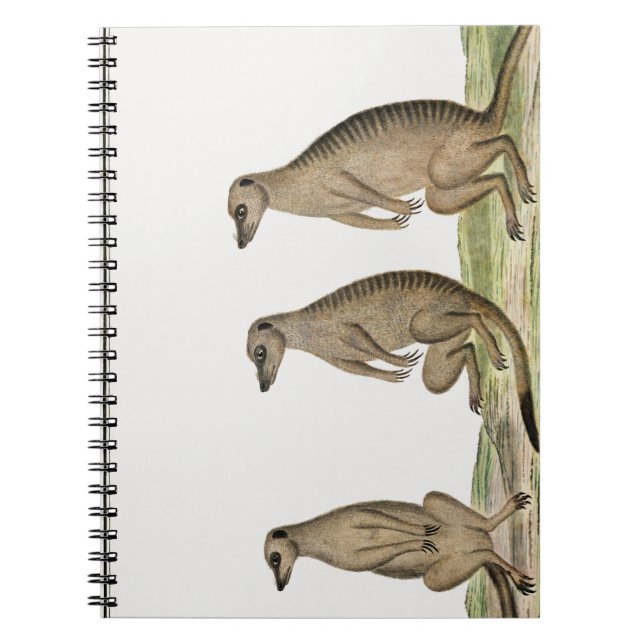 Meerkats Suricata suricatta Notebook (Front)