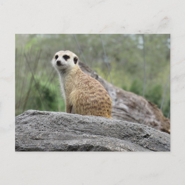 Meerkcat (0447) Postcard (Front)