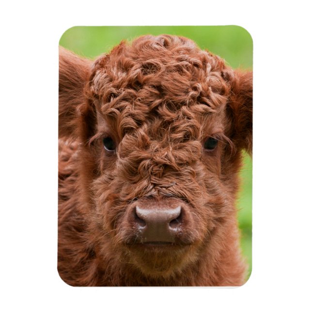 Meet the Adorable Highland Calf Magnet (Vertical)