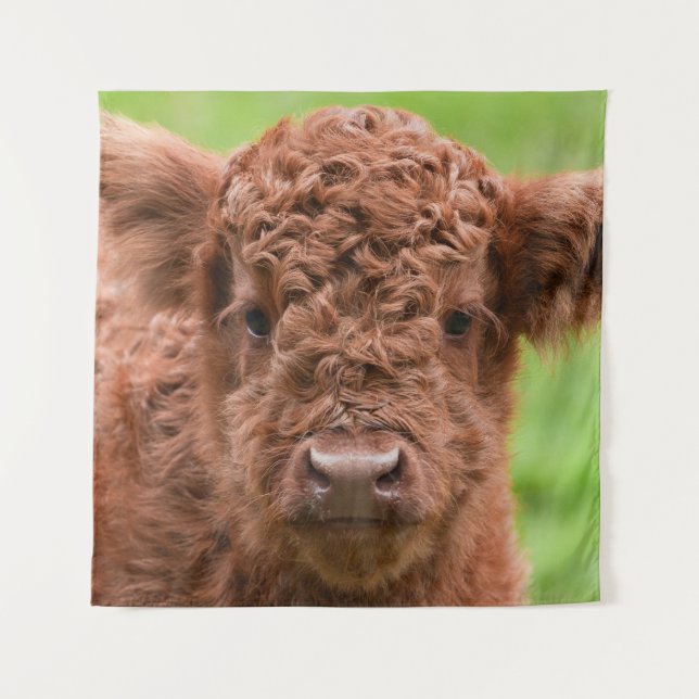Meet the Adorable Highland Calf Tapestry (Front)