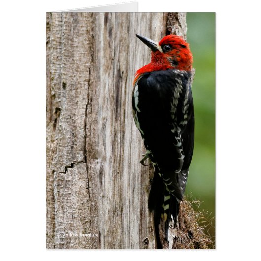 Meeting a Red-Breasted Sapsucker Cards (Front)