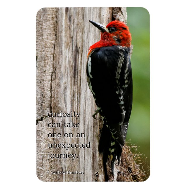Meeting a Red-Breasted Sapsucker Magnet (Vertical)