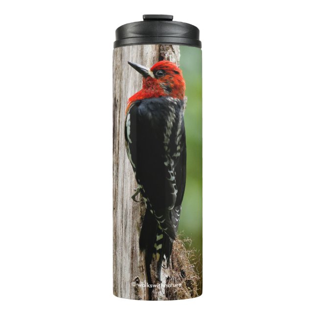 Meeting a Red-Breasted Sapsucker Thermal Tumbler (Front)