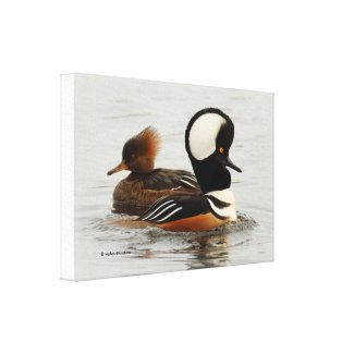 Meeting of Hooded Merganser Ducks at the Pond Canvas Print