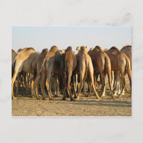Meeting of the Camels Postcard