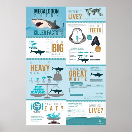 Megalodon Shark _ Killer Facts 24x36 Poster