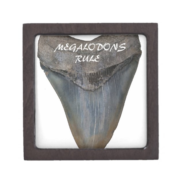Megalodon Shark Tooth Gift Box (Front)