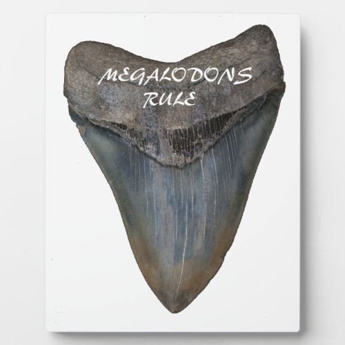 Megalodon Shark Tooth Plaque