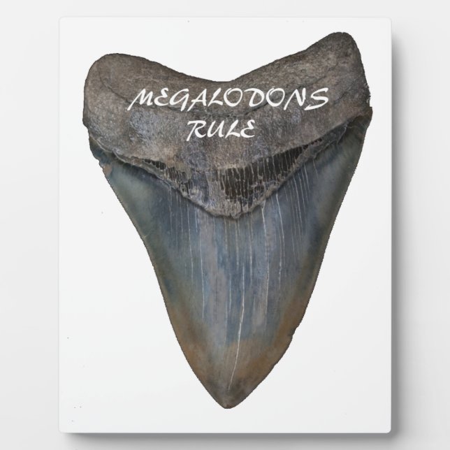 Megalodon Shark Tooth Plaque (Front)