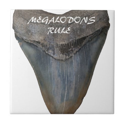 Megalodon Shark Tooth Tile