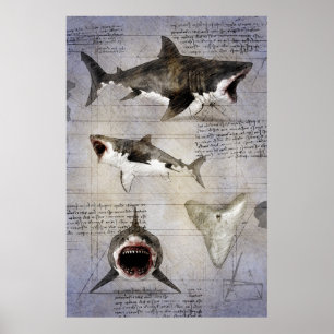 Megalodon sketch poster