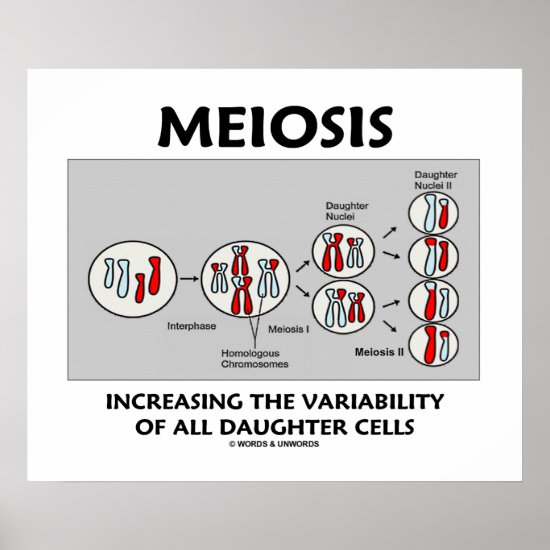 Meiosis Increasing Variability All Daughter Cells Poster
