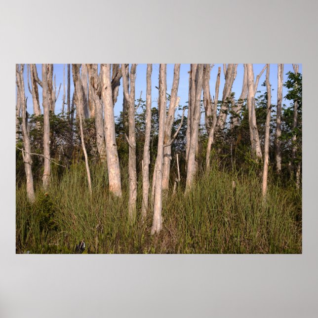 Melaleuca Trees in the Everglades Poster (Front)