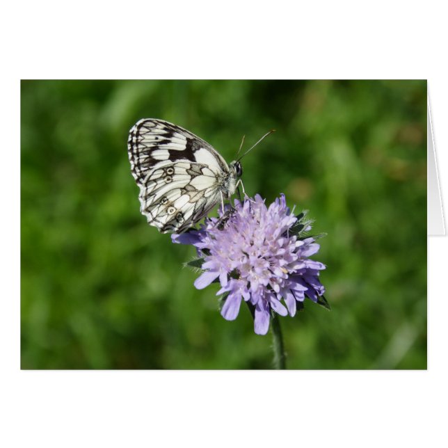 Melanargia galathea cards (Front Horizontal)