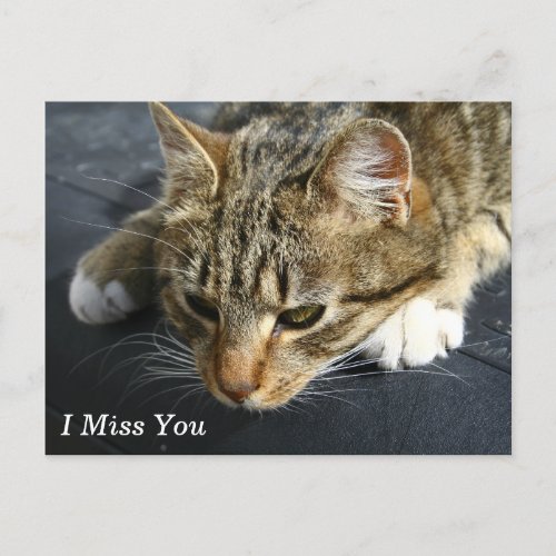 Melancholy Cat I Miss You Postcard