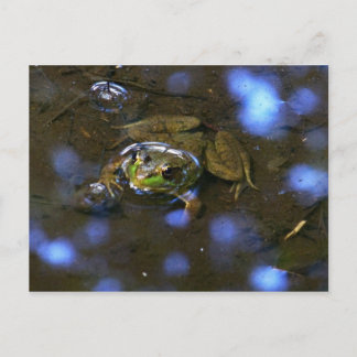Melissa's Frog Postcard