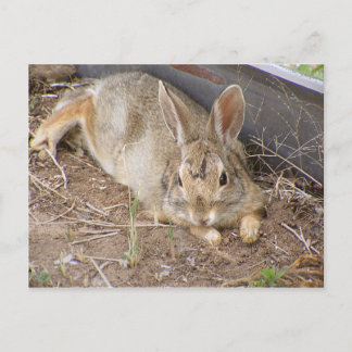 Mellow Bunny Postcard