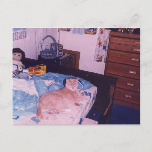 Mellow cat on a bed postcard (Front)