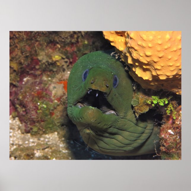 Mellow Moray Poster (Front)