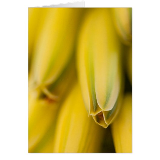 Mellow-Yellow Aloe Cards (Front)
