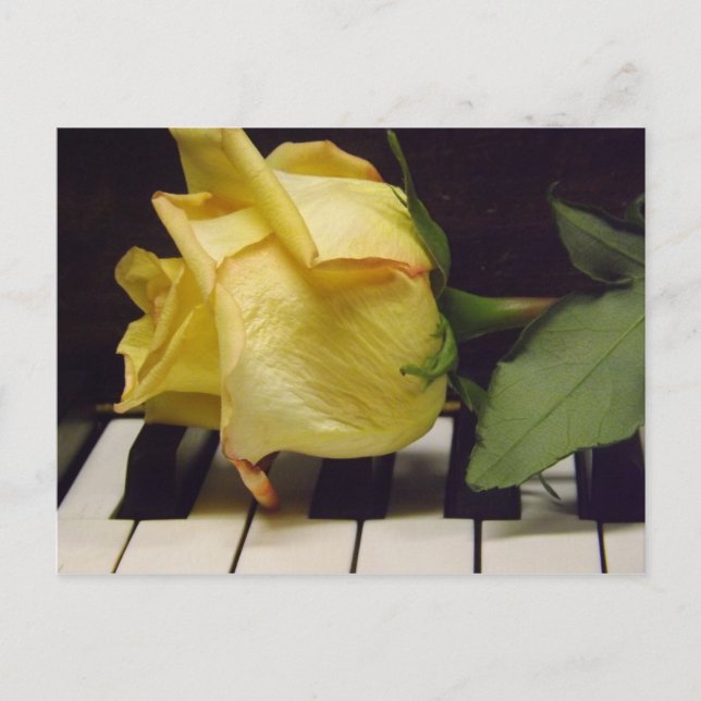 Melody Of A Rose Postcard (Front)