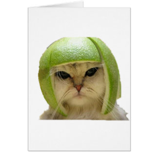 melon cat cards