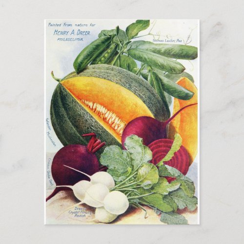 Melon Fruit Seed Garden Vintage Postcard