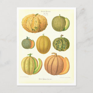 Melons Botanical Illustration from Seed Catalog Postcard